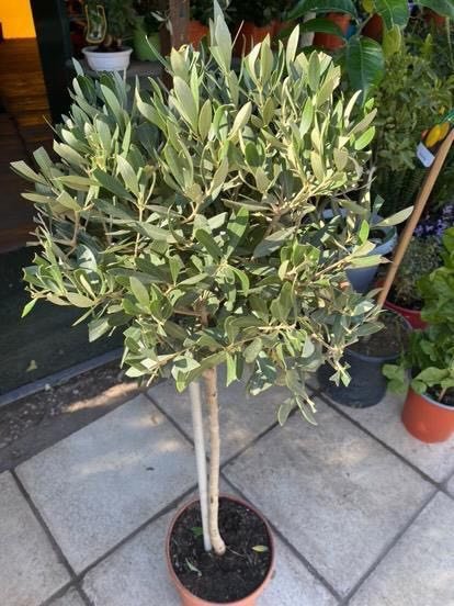 Φυτά Εξωτερικού Χώρου