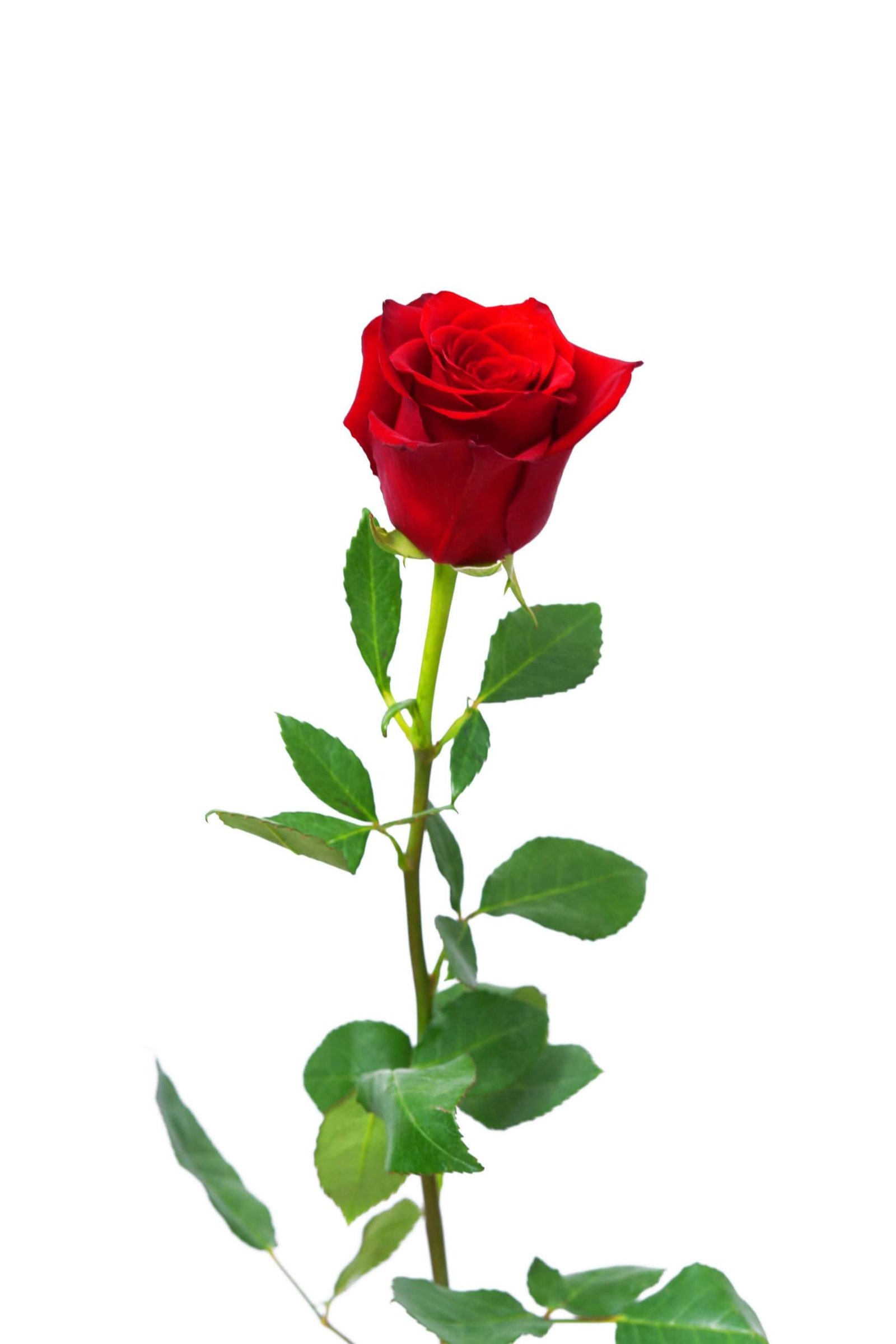 Τριαντάφυλλο Kόκκινο