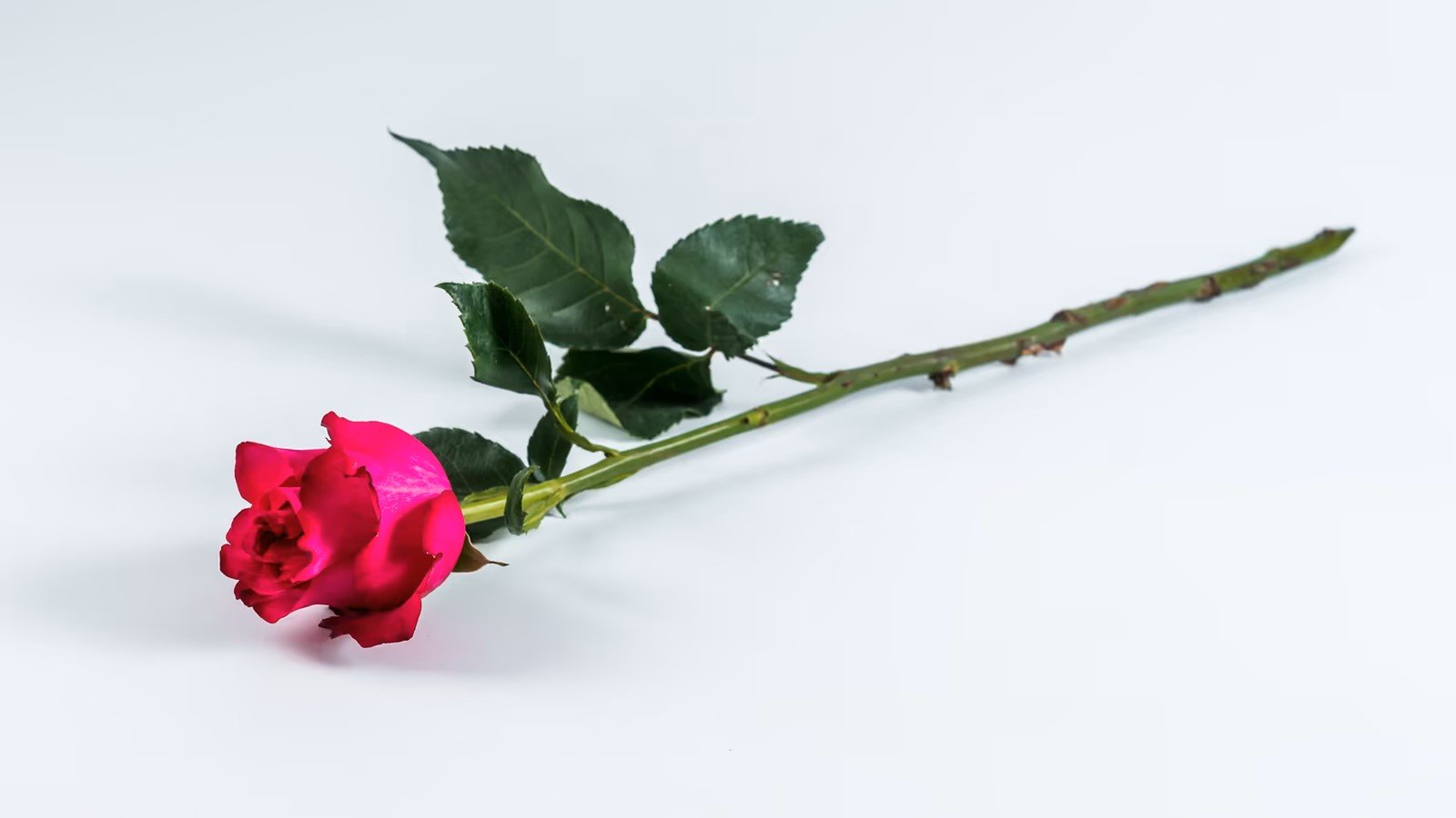 Τριαντάφυλλο Φούξια