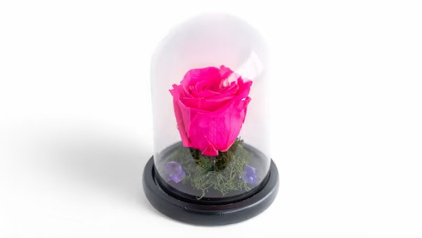 Forever Rose Φούξια