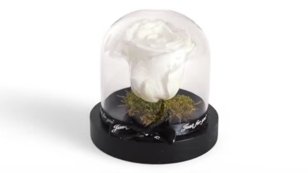 Forever Rose Λευκό