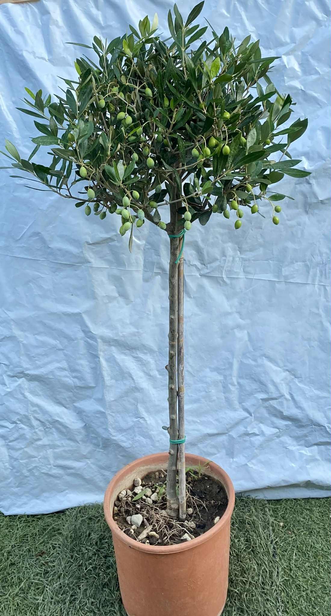 Ελιά με ίσιο λαιμό