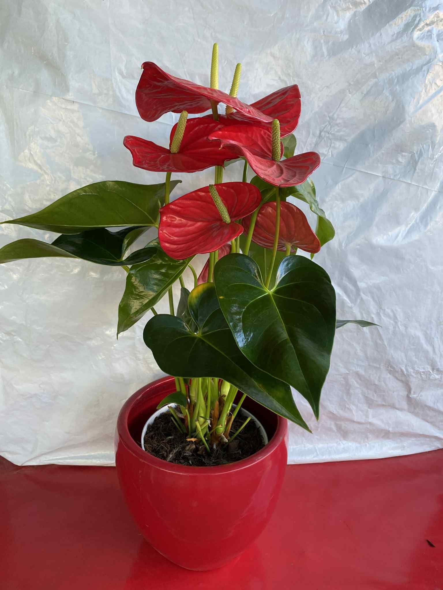 Ανθούριο με κόκκινο κασπώ