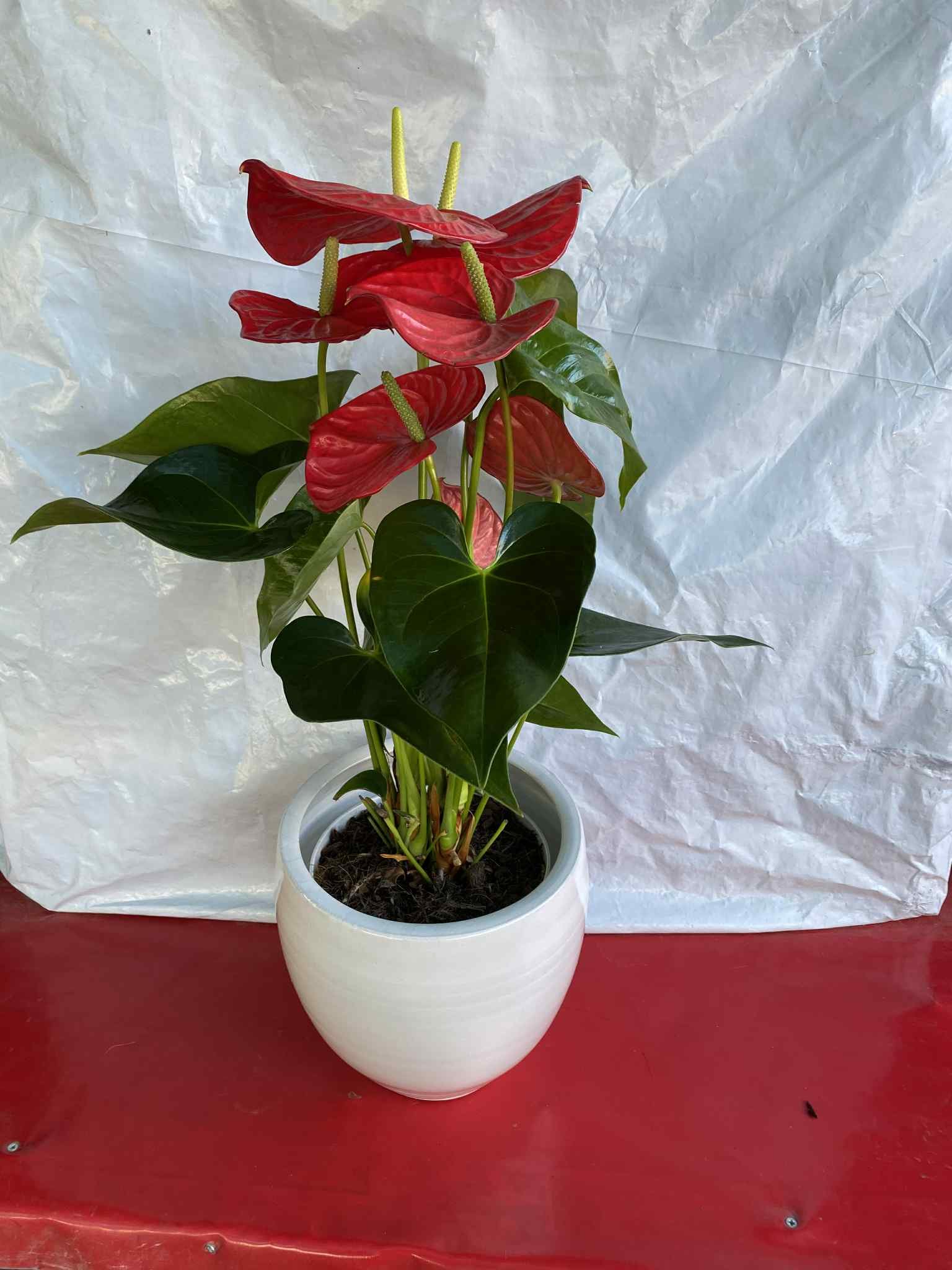 Ανθούριος με λευκό κασπώ