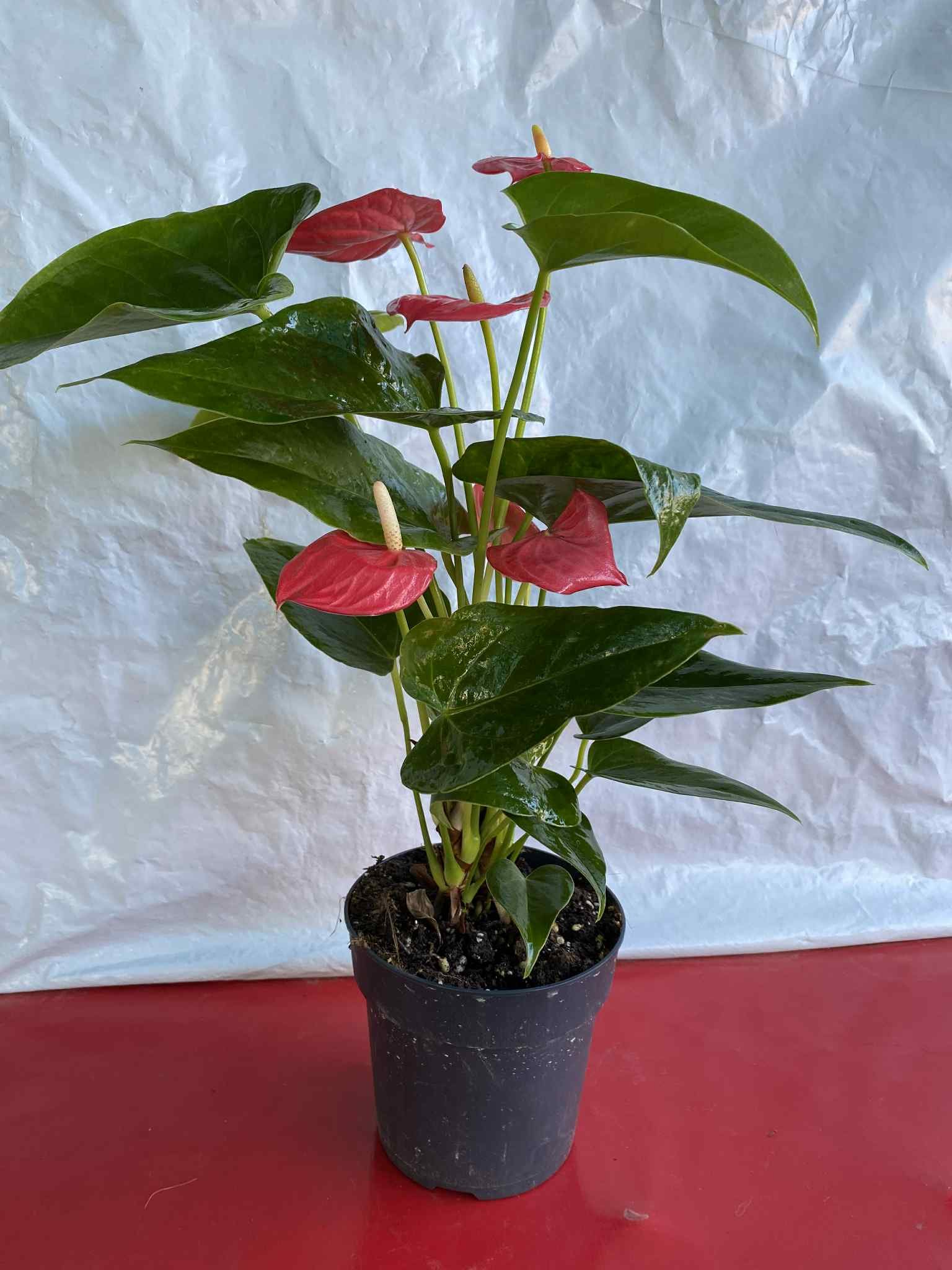 Ανθούριος (μικρό μέγεθος)