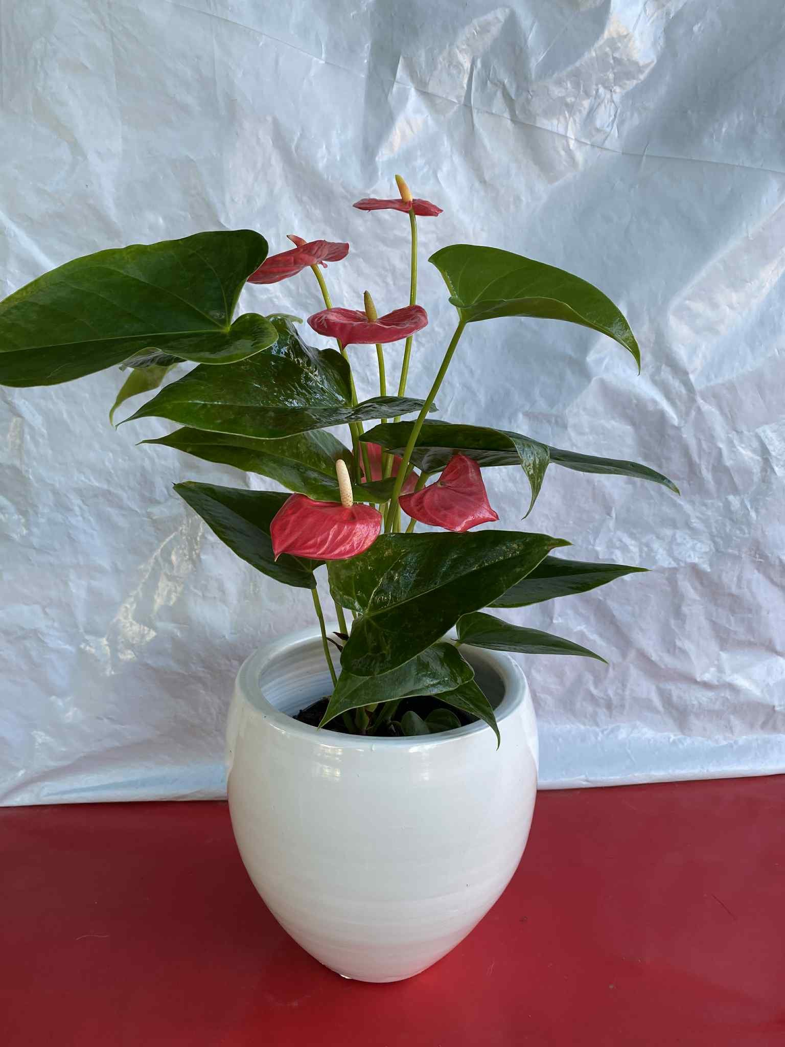 Ανθούριος με λευκό κασπώ (μικρό μέγεθος)