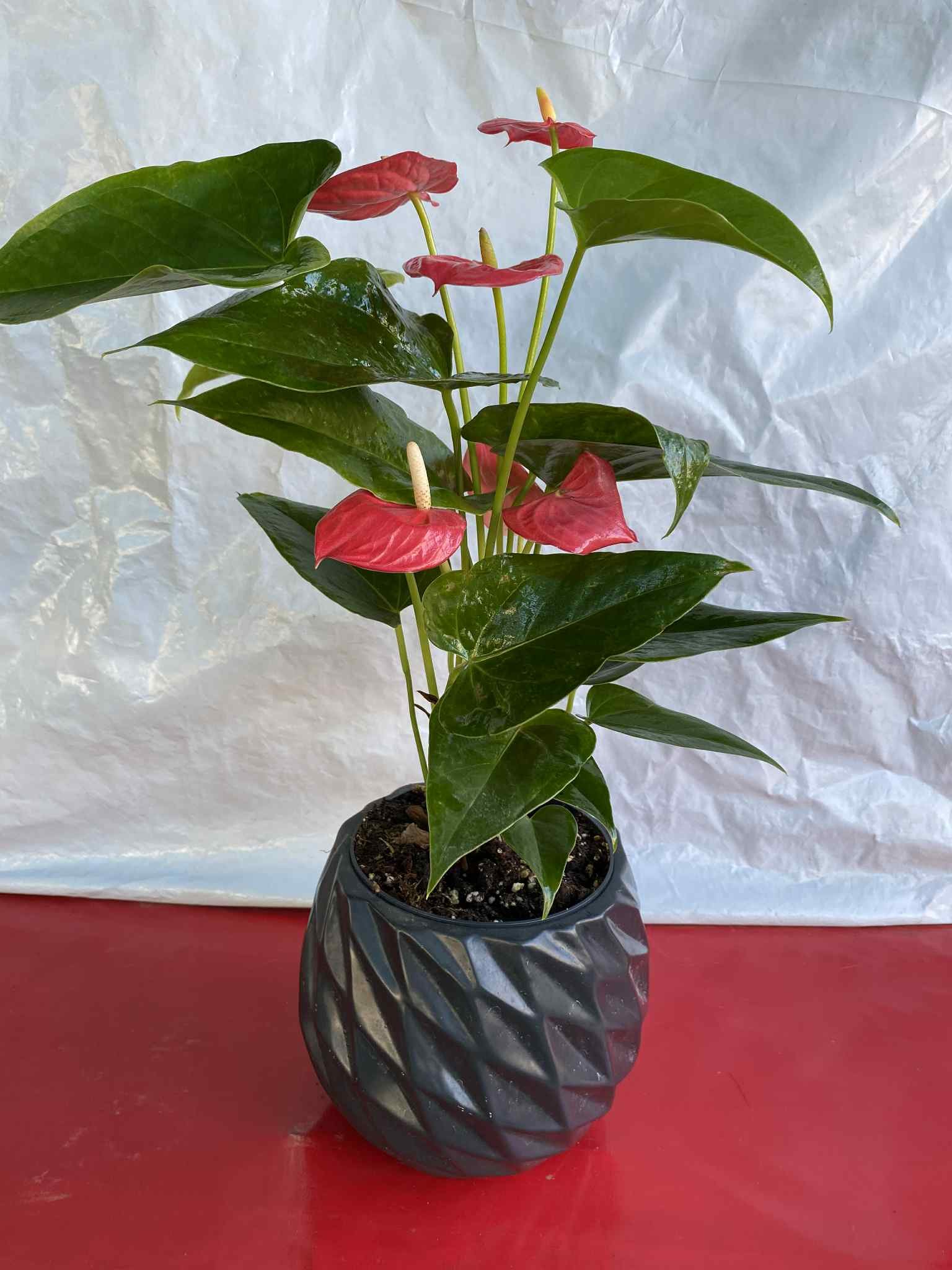 Ανθούριος με μαύρο κασπώ (μικρό μεγεθός)