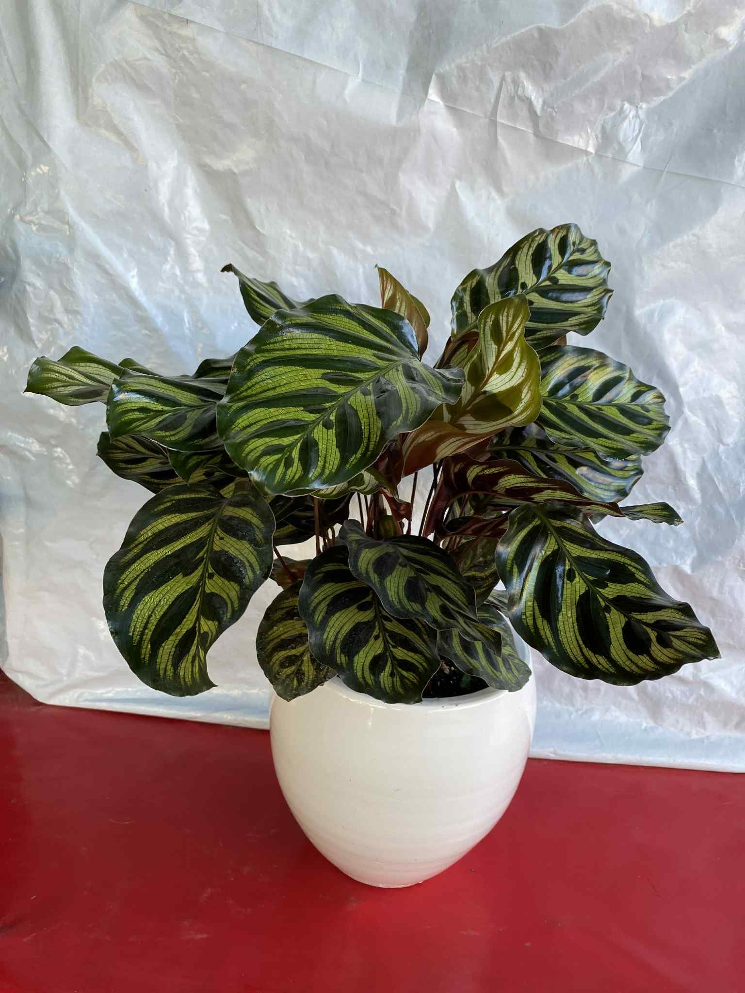 Καλαθέα με λευκό κασπώ (ανοιγμά φύλλων)