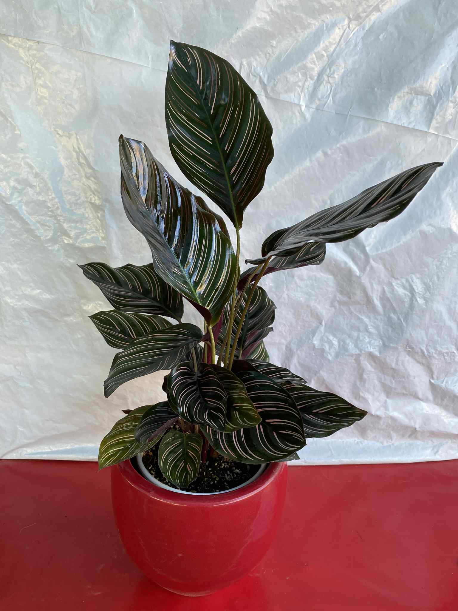 Καλαθέα με κόκκινο κασπώ