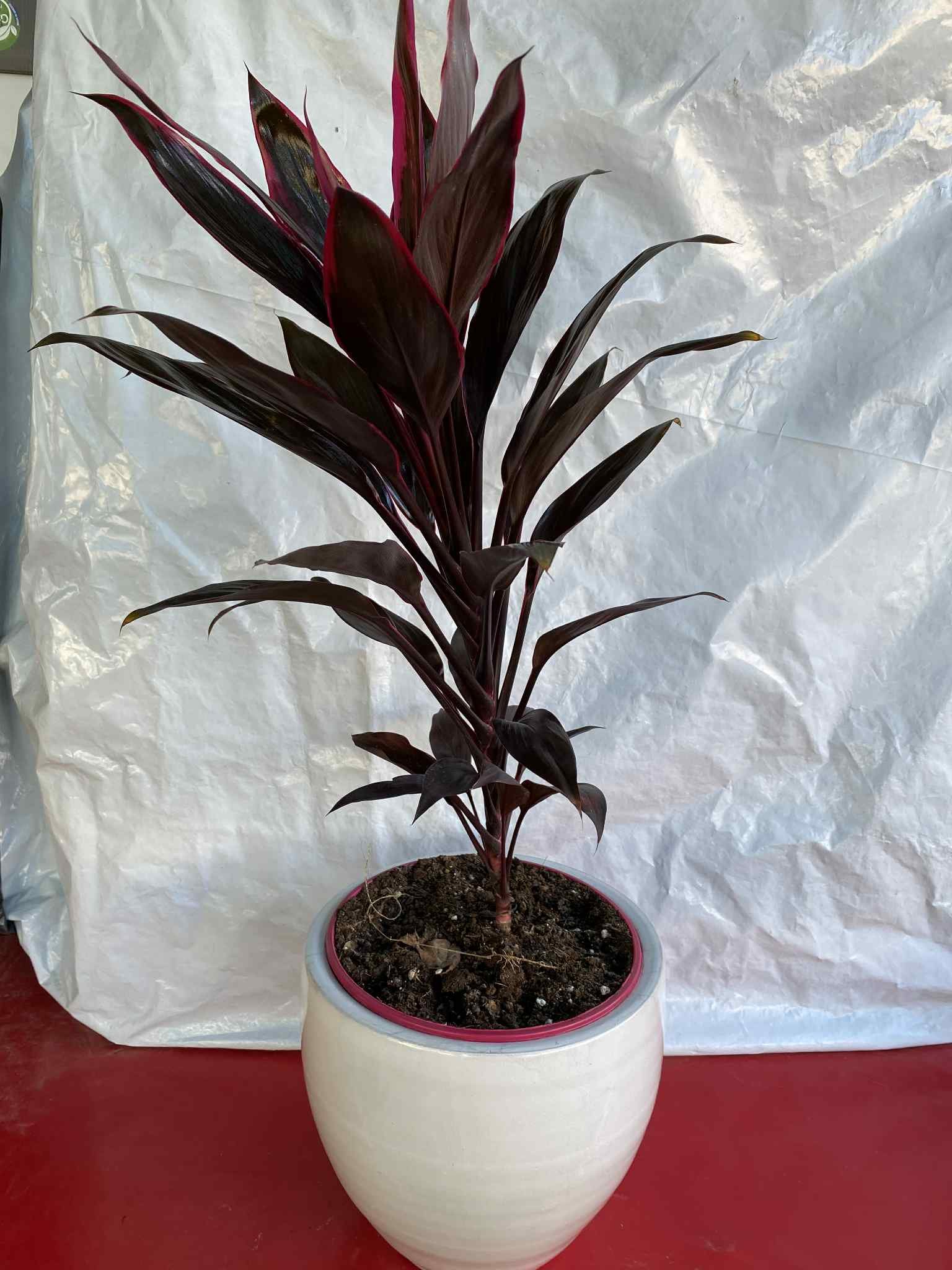 Κορδυλίνη με λευκό κασπώ