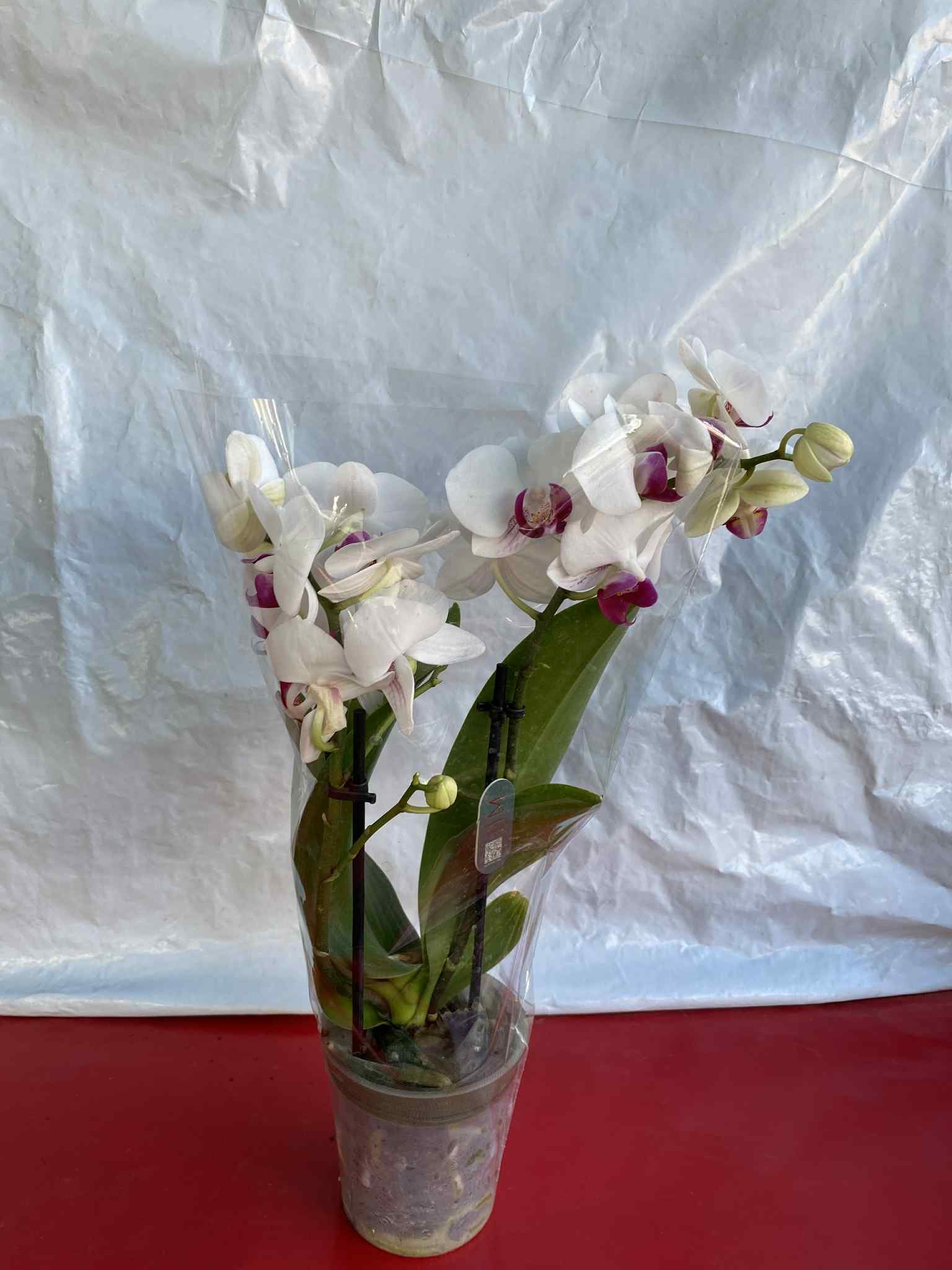 Ορχιδέα με Λευκό-Μωβ Άνθος (Phalaenopsis)