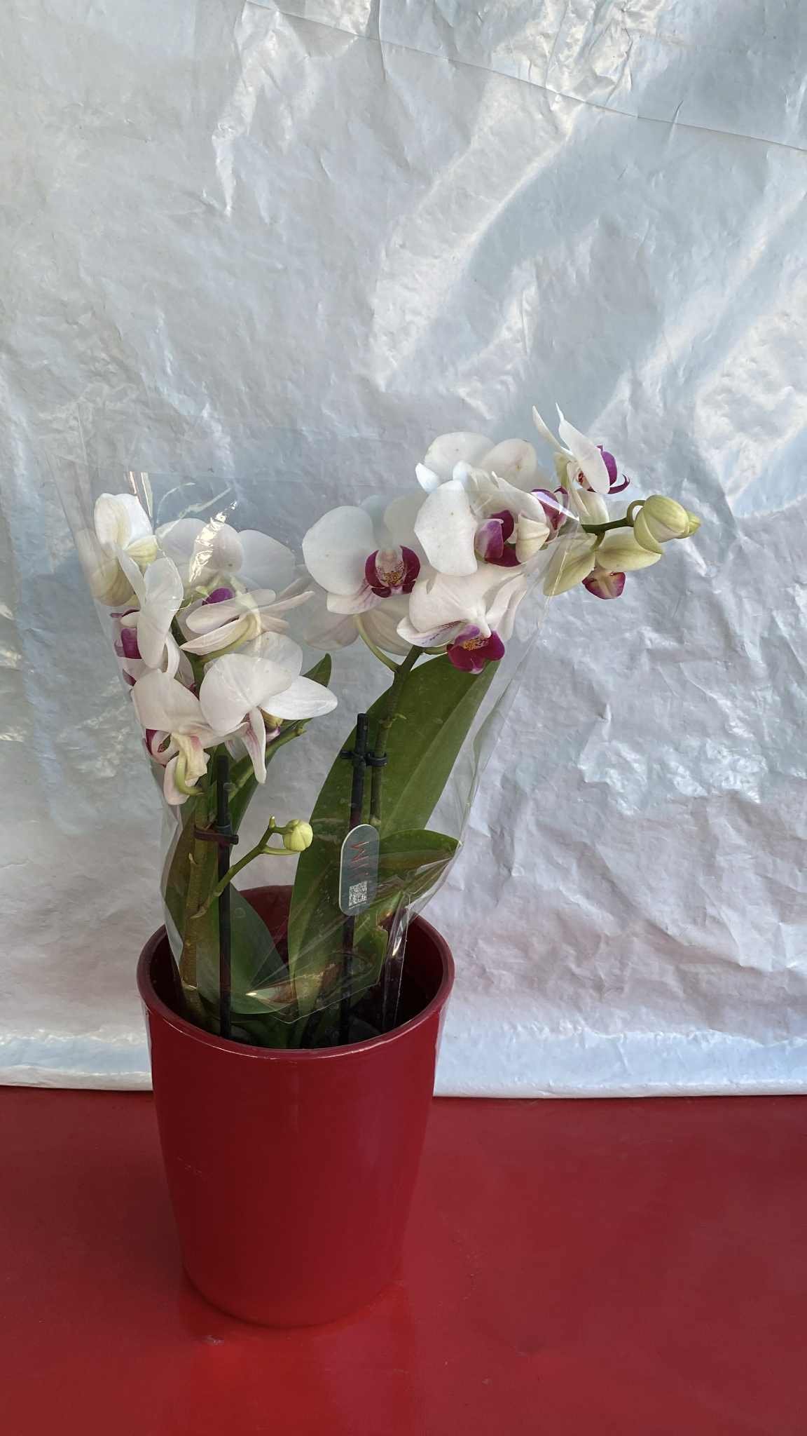 Ορχιδέα με Λευκό-Μωβ Άνθος (Phalaenopsis) με κόκκινο κασπώ