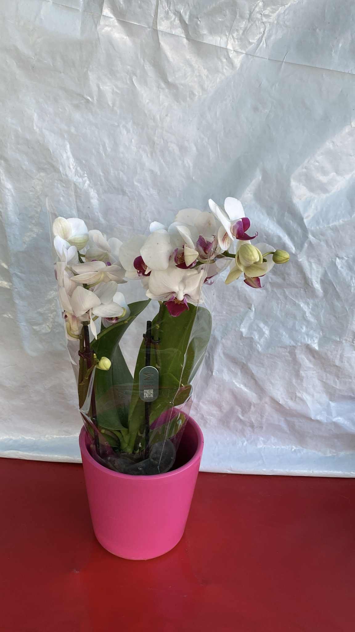 Ορχιδέα με Λευκό-Μωβ Άνθος (Phalaenopsis) με ροζ κασπώ