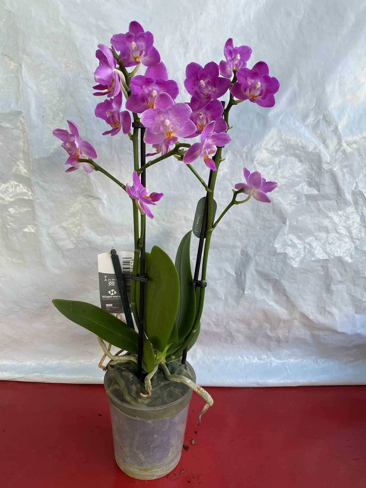 Ορχιδέα με Μωβ Άνθος (Phalaenopsis)