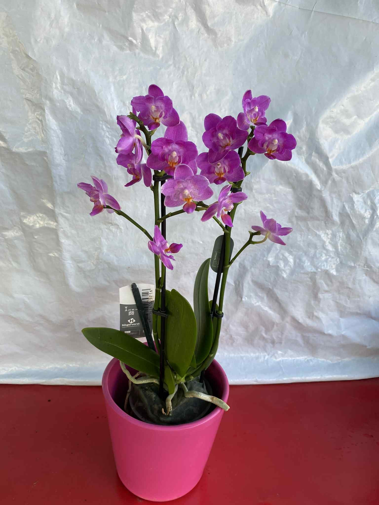 Ορχιδέα με Μωβ Άνθος (Phalaenopsis) με ροζ κασπώ