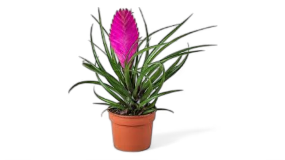 Τιλάνσια - Φυτό του Αέρα