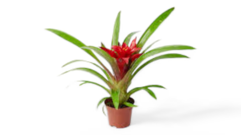 Γκουσμάνια (Guzmania) – Το Εξωτικό Φυτό με τα Εντυπωσιακά Άνθη