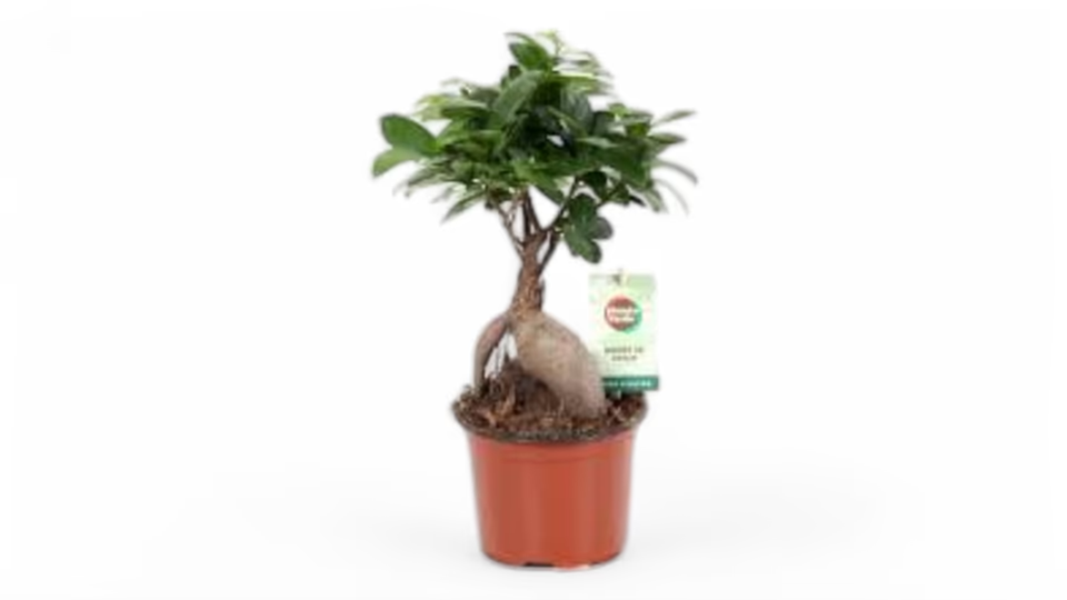 Μπονσάι (Bonsai) – Η Τέχνη της Μινιατούρας Φύσης