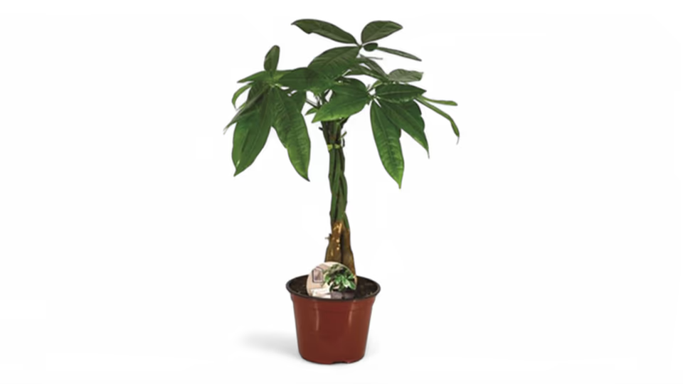 Παχίρα (Pachira aquatica) – Το Φυτό της Καλοτυχίας και της Ευημερίας