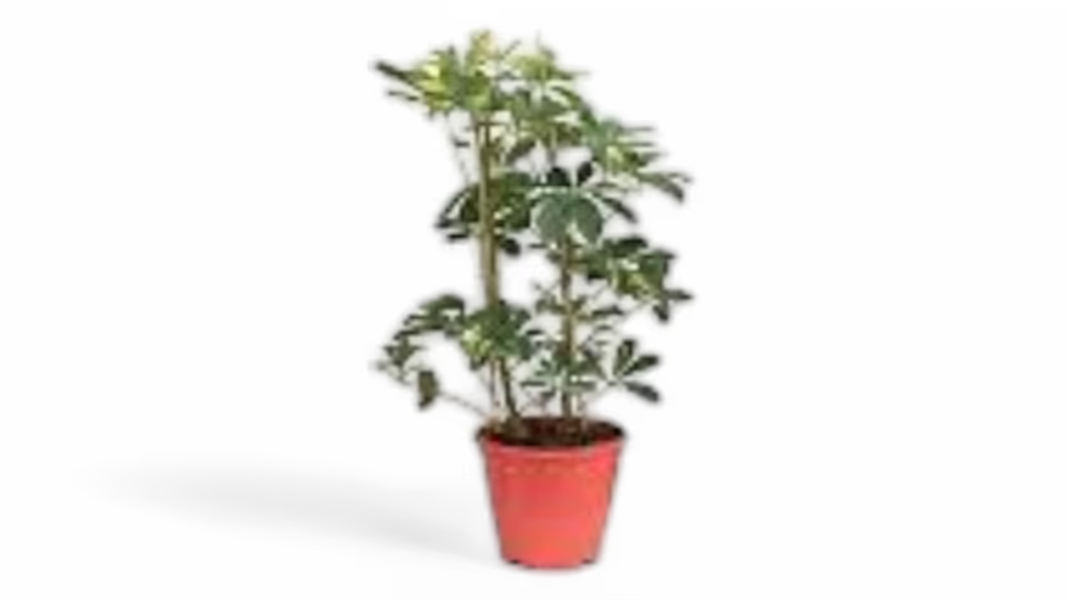 Σεφλέρα (Schefflera) – Το Ανθεκτικό και Κομψό Φυτό Εσωτερικού Χώρου