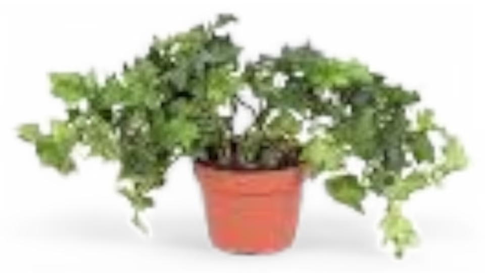 Κισσός Δίχρωμος (Hedera helix variegata) – Ο Κομψός Αναρριχώμενος με Εντυπωσιακό Φύλλωμα