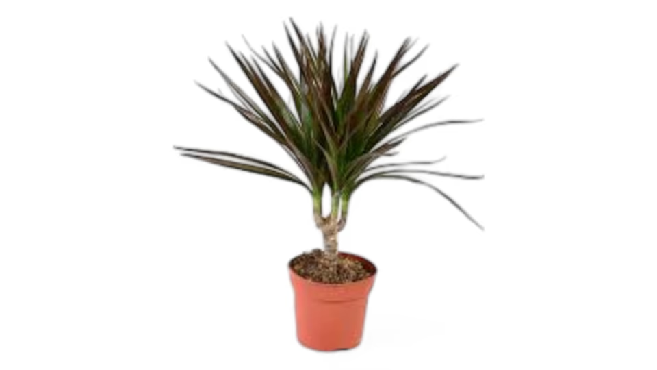 Δράκαινα (Dracaena) – Το Ανθεκτικό και Κομψό Φυτό Εσωτερικού Χώρου