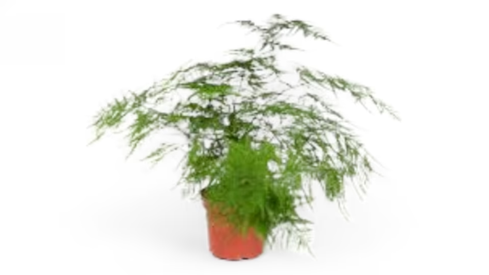 Αράχνη (Chlorophytum comosum) – Το Ανθεκτικό και Καθαριστικό Φυτό Εσωτερικού Χώρου