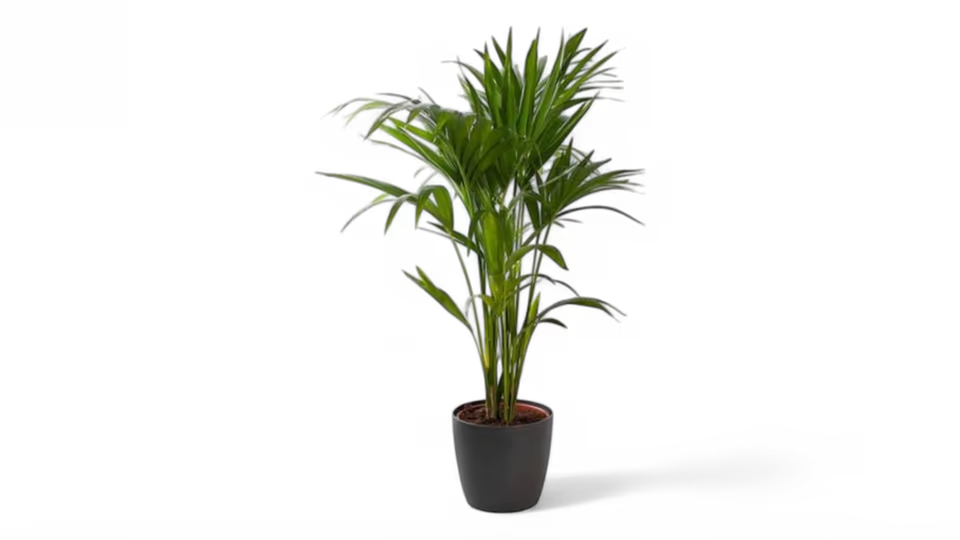 Κέντια (Howea forsteriana) – Η Κομψή Φοίνικα του Εσωτερικού Χώρου