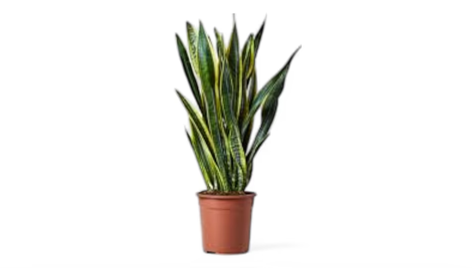 Σανσεβιέρια (Sansevieria) – Το Ανθεκτικό Φυτό που Καθαρίζει τον Αέρα