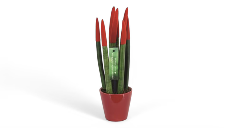 Σανσεβιέρια Εισαγωγής Χρώμα Βελουτέ – Μοντέρνο και Ανθεκτικό Διακοσμητικό Φυτό