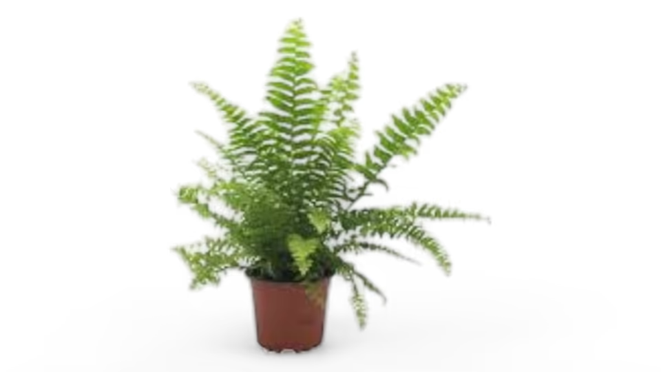 Φτέρη (Nephrolepis exaltata) – Το Πυκνό και Πράσινο Φυτό που Ζωντανεύει τον Χώρο