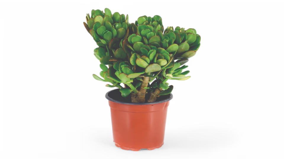 Κρασούλα (Crassula ovata) – Το Φυτό της Τύχης και της Ευημερίας