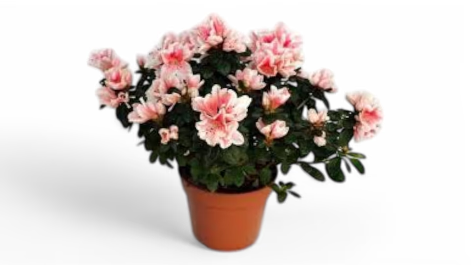 Αζαλέα (Azalea) – Το Ανθοφόρο Φυτό με την Εντυπωσιακή Ανθοφορία
