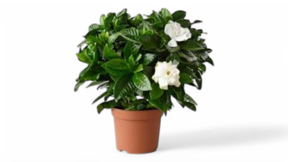 Γαρδένια (Gardenia jasminoides) – Η Κλασική Ομορφιά με το Υπέροχο Άρωμα