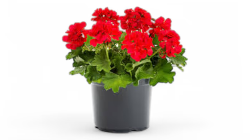 Γεράνι (Pelargonium) – Το Ανθεκτικό και Πολύχρωμο Φυτό που Ανθίζει Όλο τον Χρόνο