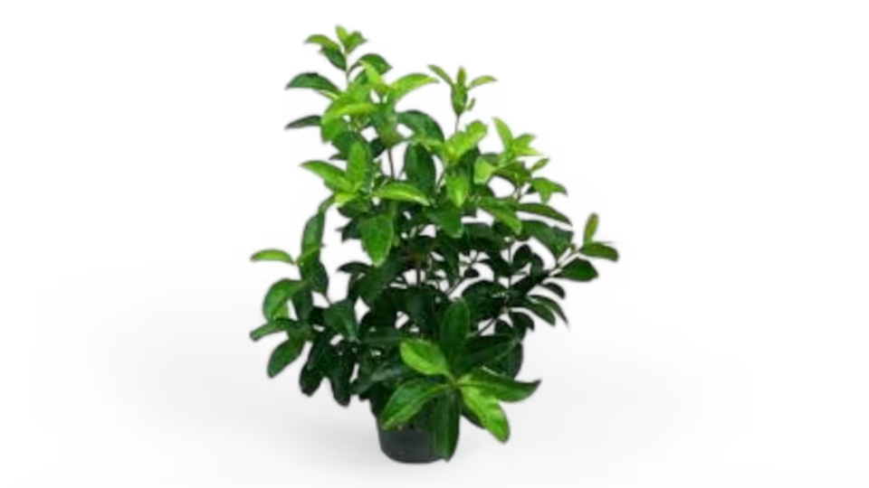 Φίκος Λουσίντουμ (Ficus Lyrata “Luscindum”) – Η Εντυπωσιακή Πράσινη Πινελιά